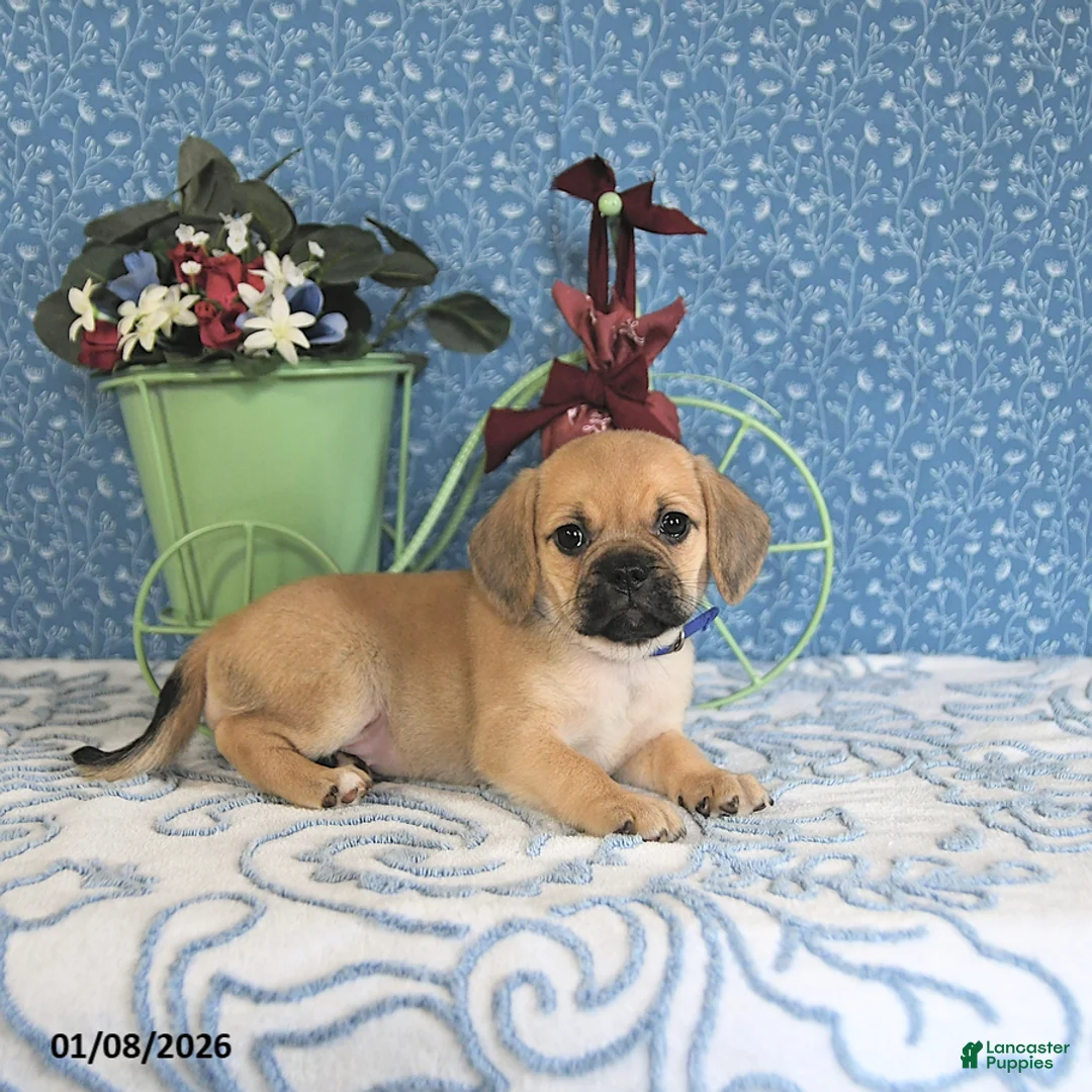 Puggle dogs for sale: Karina - Ad 6