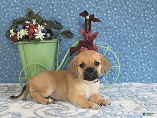 Puggle dogs Karina - Ad 6