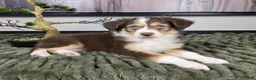 Miniature Australian Shepherd dogs for sale: Scooter  - Ad 14