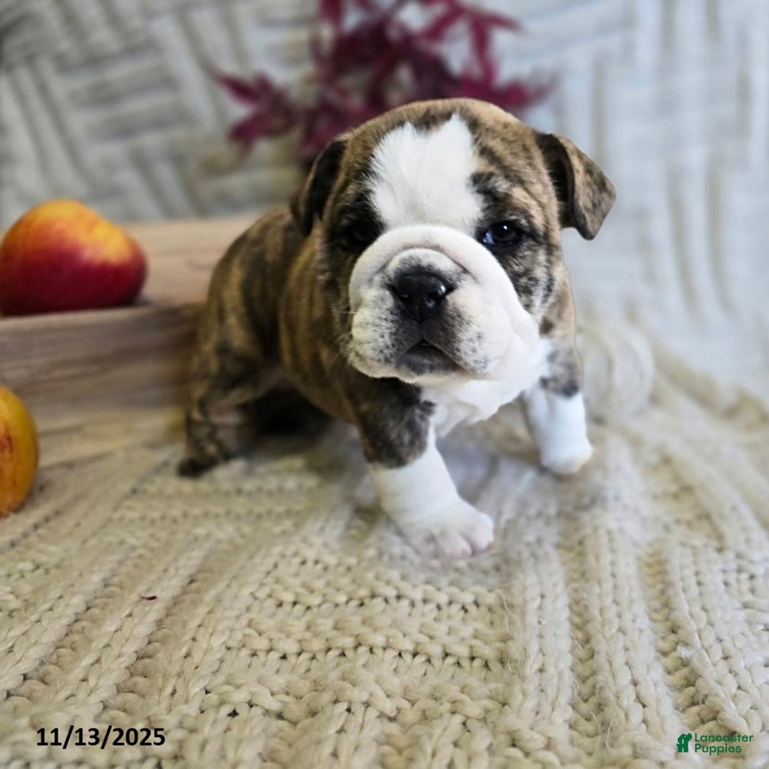 English Bulldog dogs for sale: Maria  - Ad 15