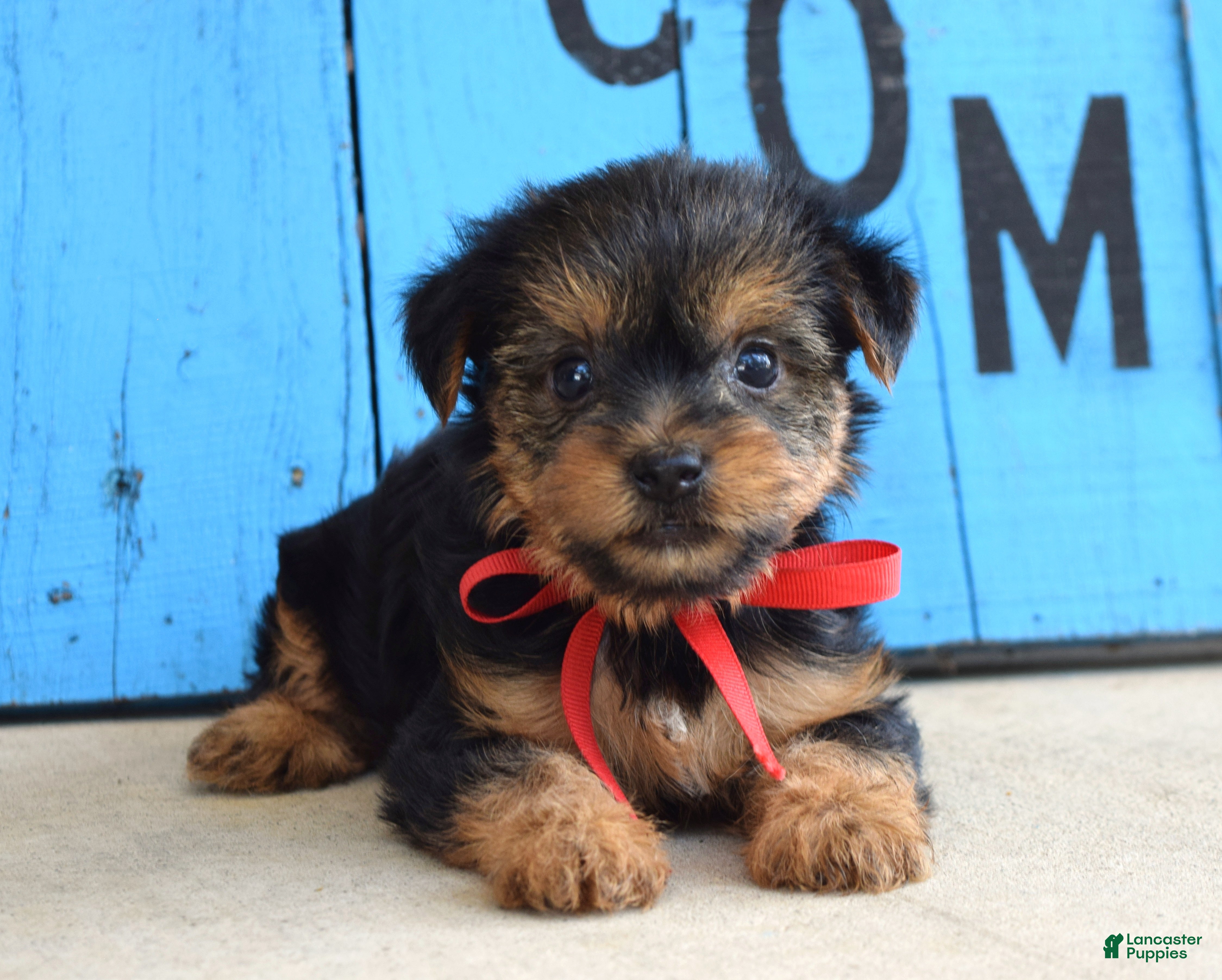 Sale Near Yorkie Puppies For Sale In Full Grown Toy Yorkie Puppies