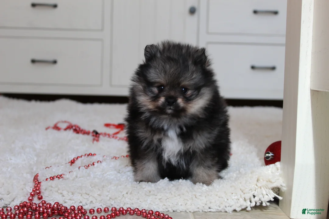 Pomeranian dogs for sale: Donald - Ad 10