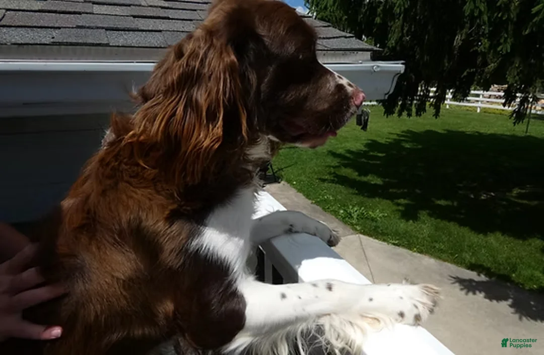 English Springer Spaniel dogs for sale: English Springer Spaniel 1 Daisey - Ad 3
