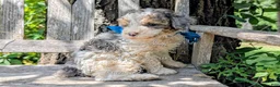 Miniature Poodle dogs for sale: Leonardo  - Ad 3