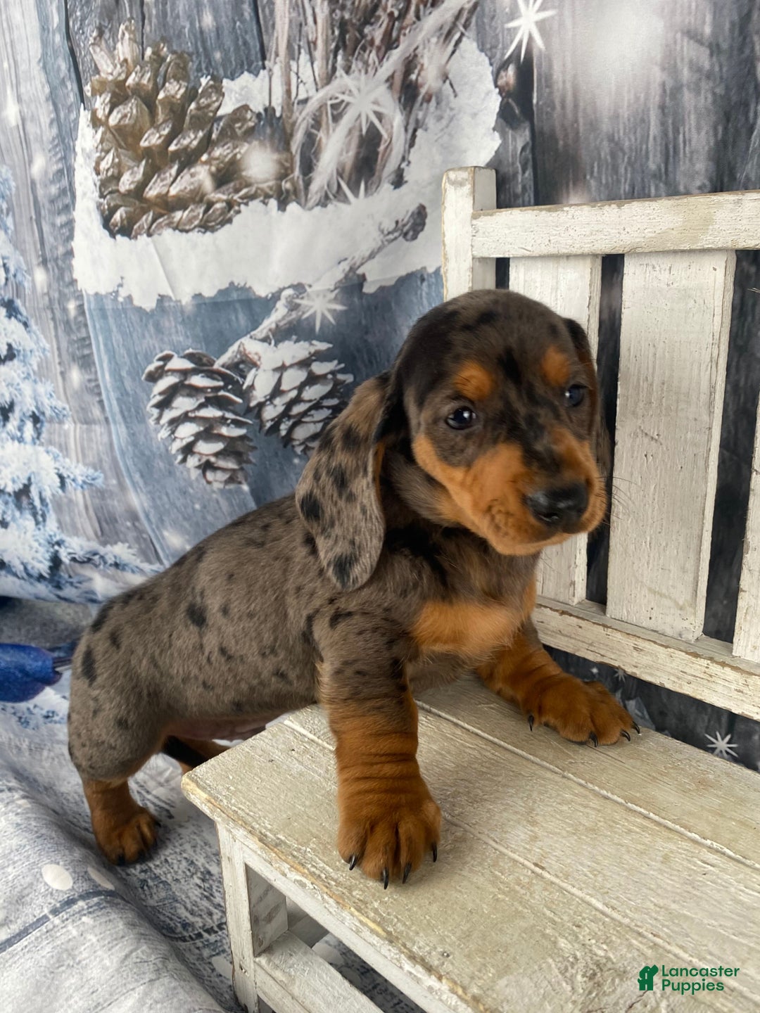 Miniature Dachshund dogs for sale: Joey - Ad 11