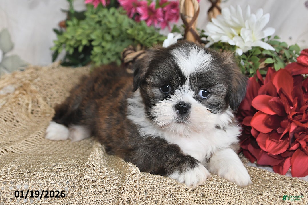 Shih Tzu dogs for sale: Trooper - Ad 4