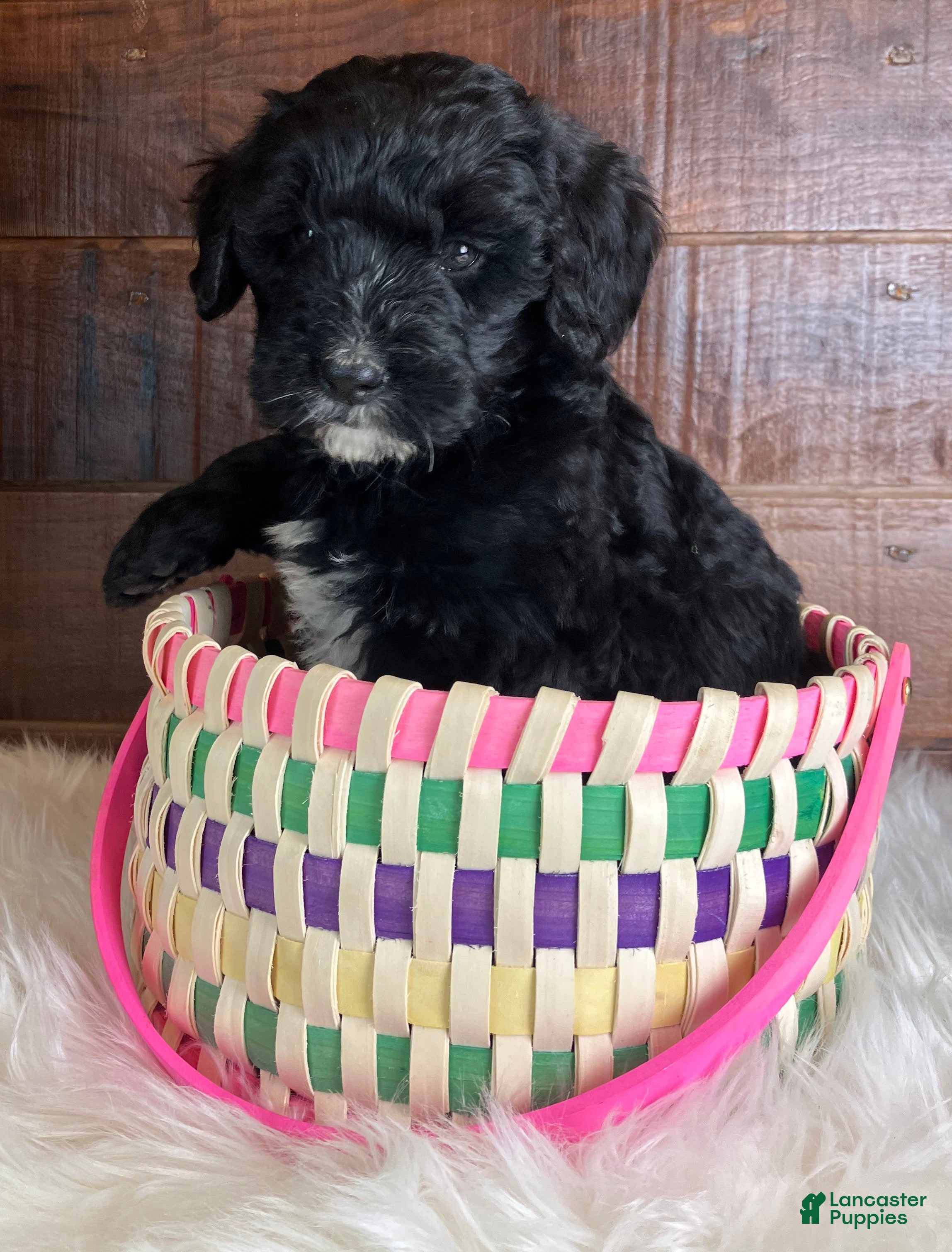 Bernedoodle dogs Coffey - Ad 2