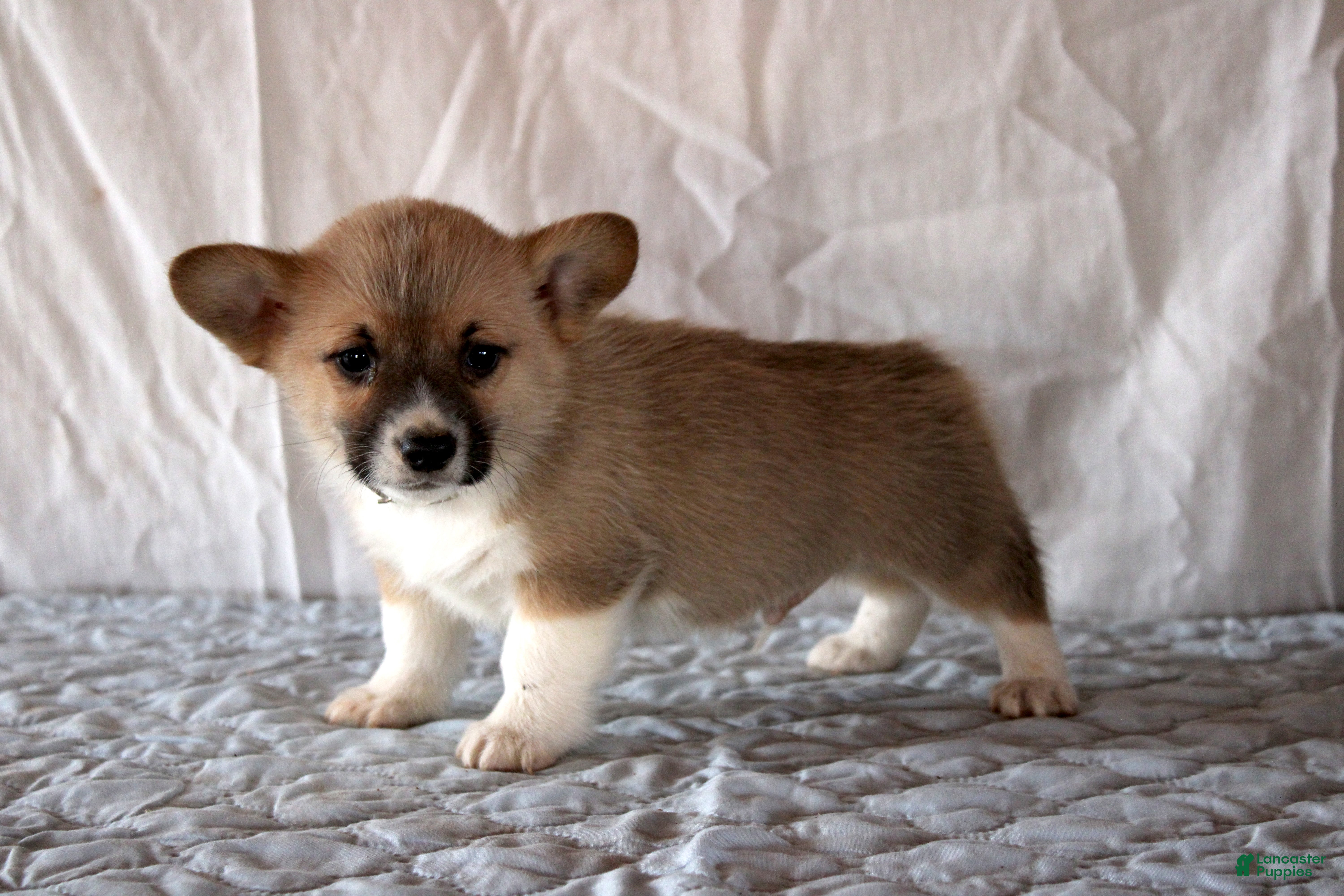 Welsh Corgi Pembroke dogs Loki - Ad 2