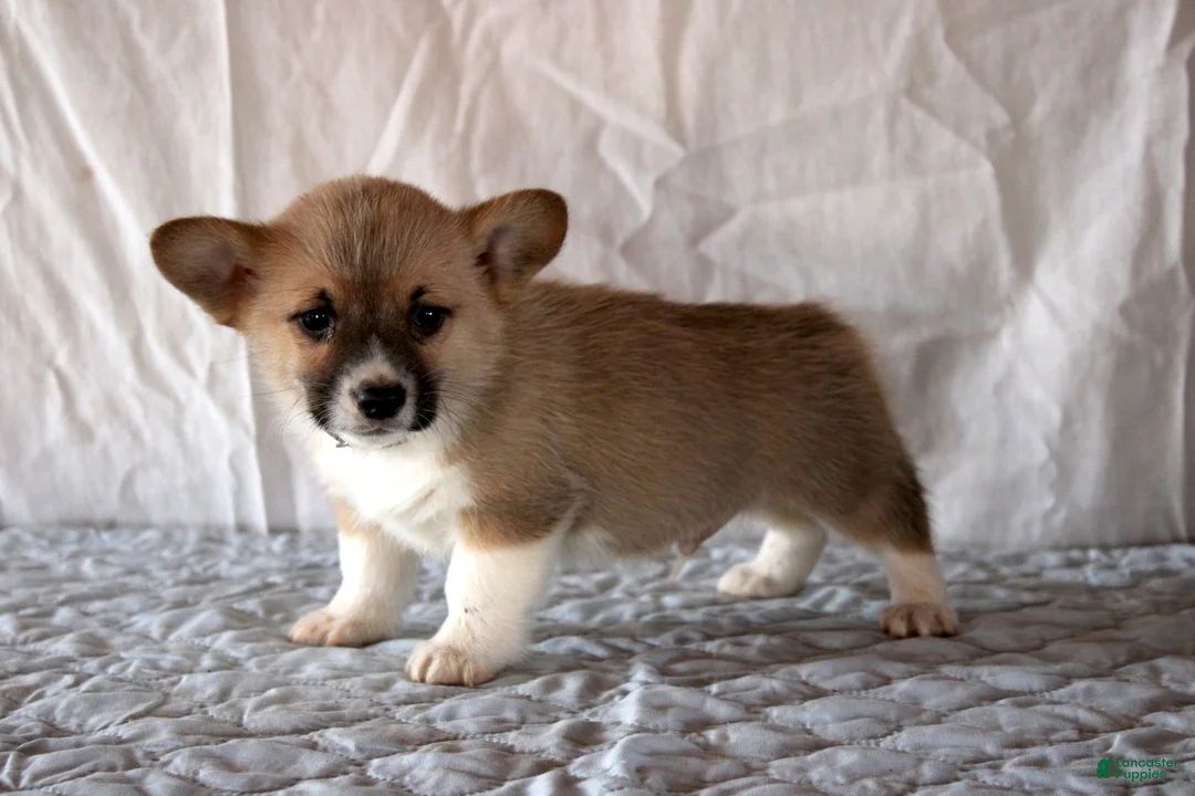 Welsh Corgi Pembroke dogs for sale: Loki - Ad 2