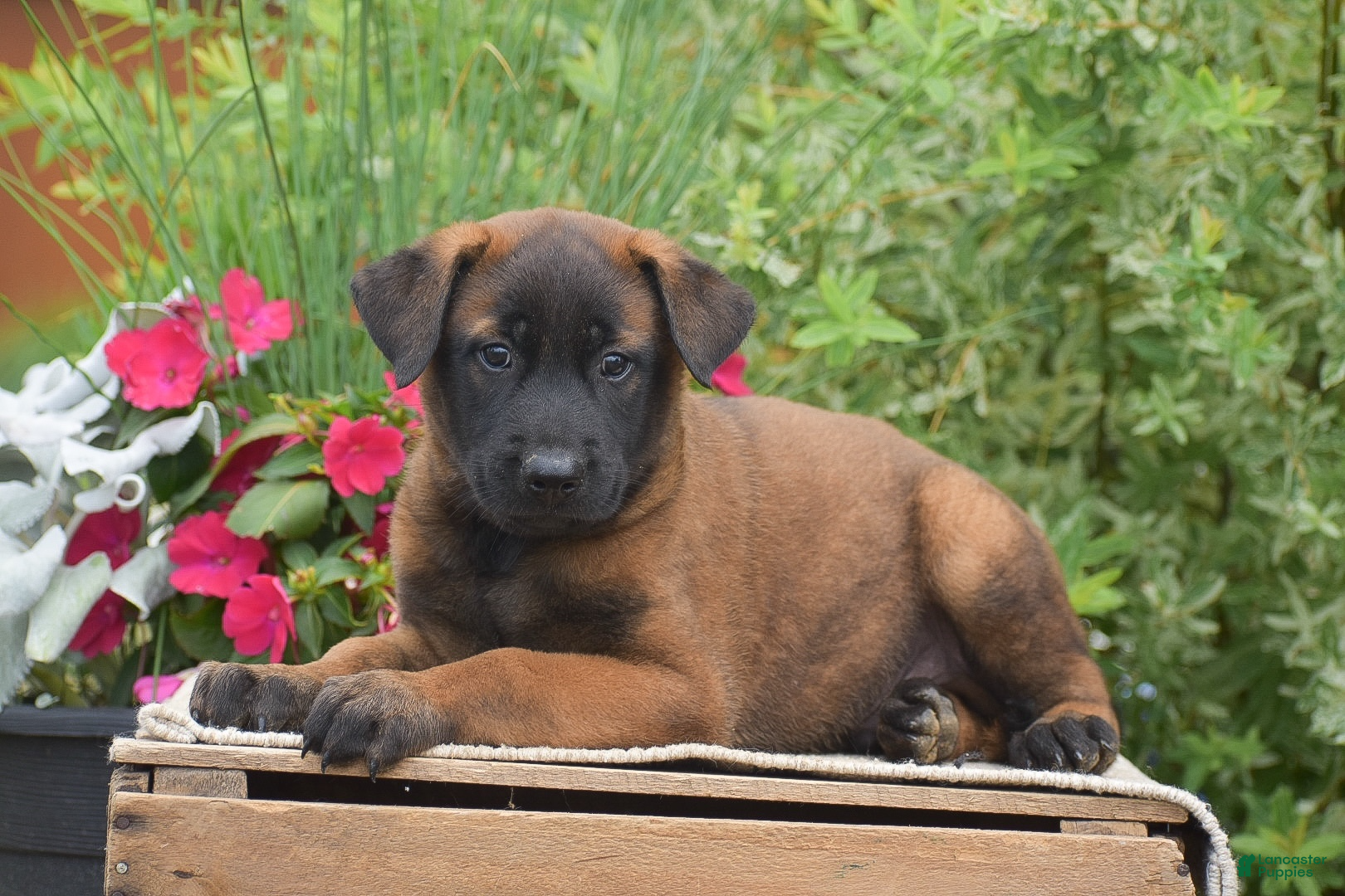 Belgian Malinois dogs Maverick - Ad 1