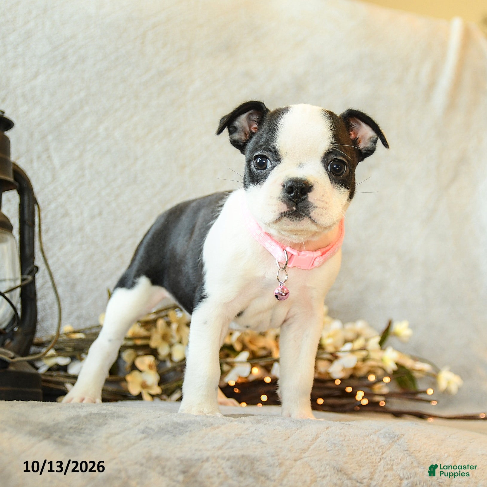 Boston Terrier dogs Mocha - Ad 1