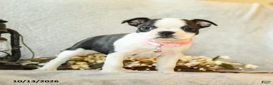 Mocha
