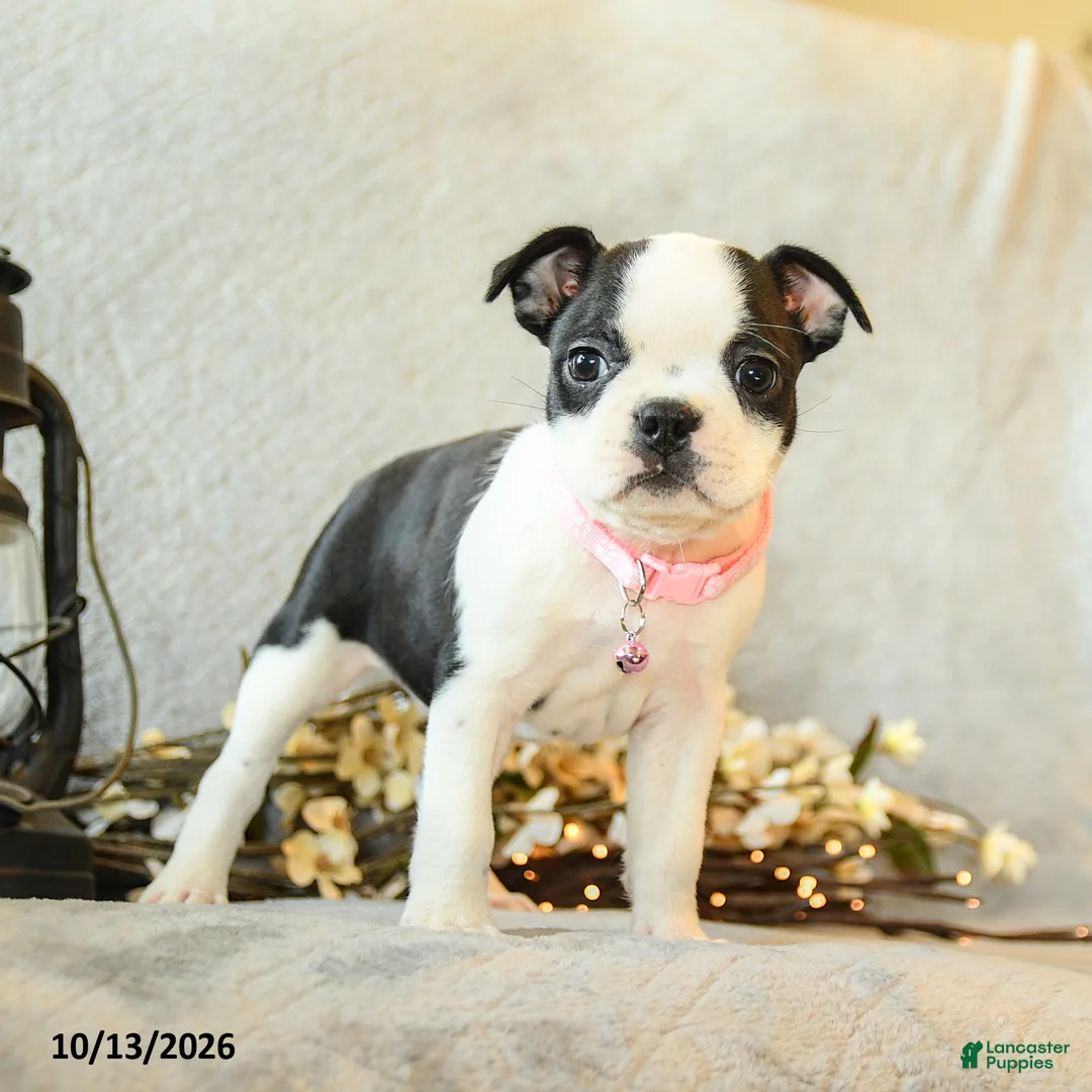 Boston Terrier dogs for sale: Mocha - Ad 1