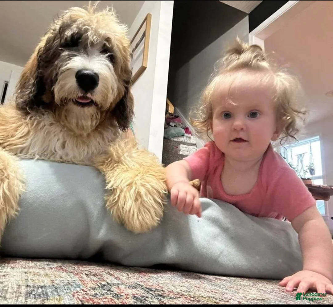 Bernedoodle dogs for sale: Cricket - Ad 9