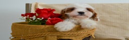 Cavapoo dogs for sale: Carmen 🎄🎁 Adoption Special - Ad 2