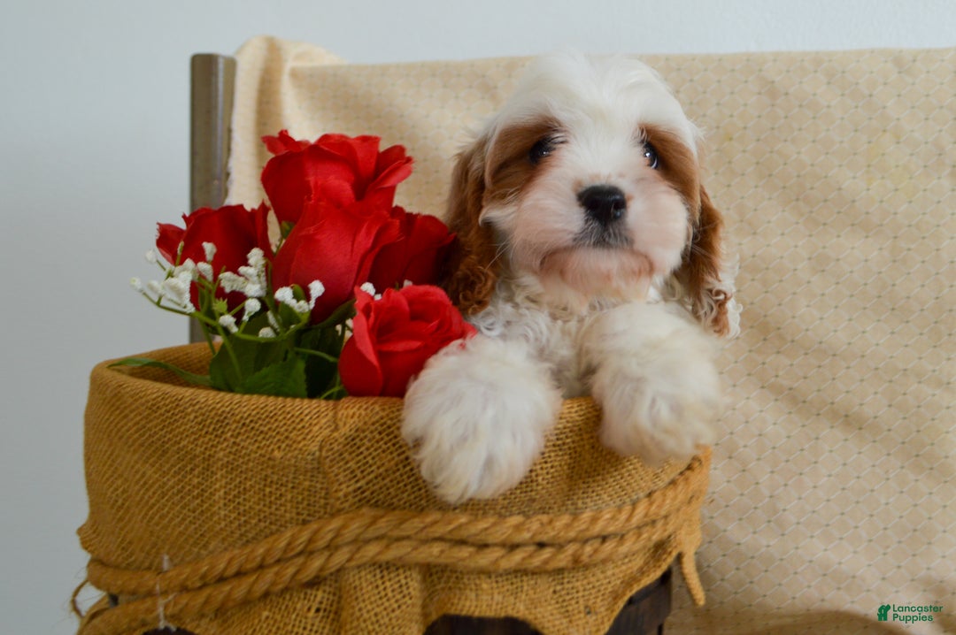 Cavapoo dogs for sale: Carmen 🎄🎁 Adoption Special - Ad 2