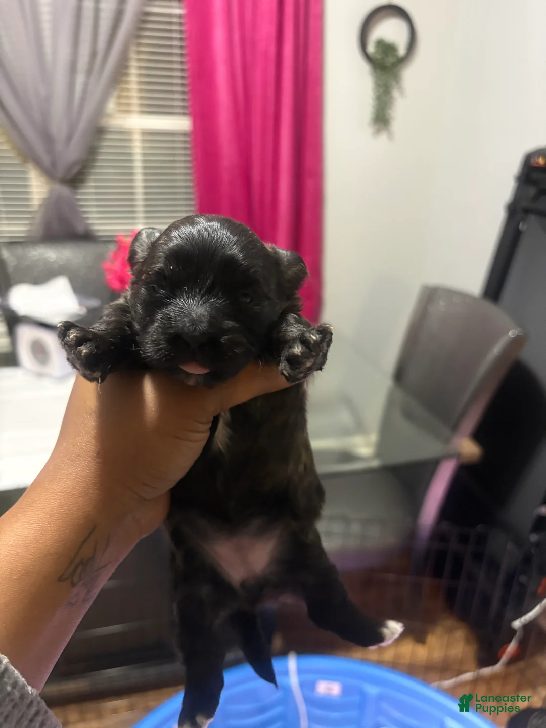 Maltipoo dogs for sale: Maltipoo Puppy 1 - Ad 2