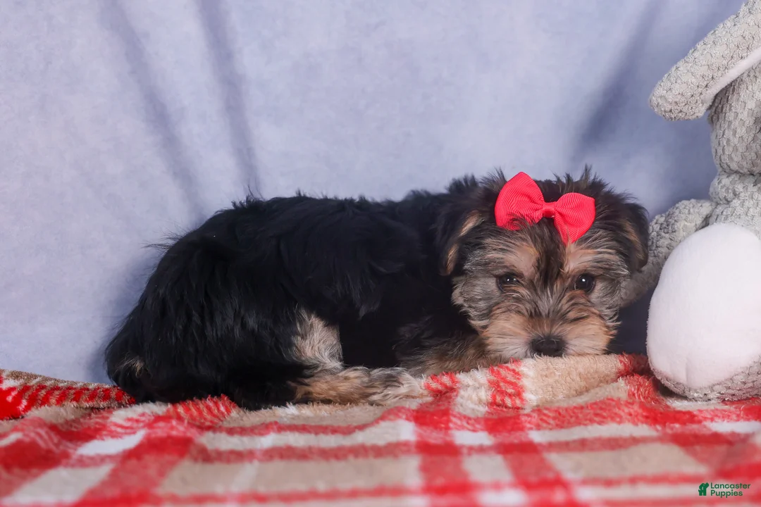 Morkie dogs for sale: Nova - Ad 24