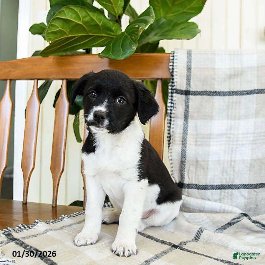 Mixed Breed dogs Shiloh - Ad 14