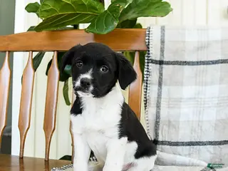 Mixed Breed dogs Shiloh - Ad 14