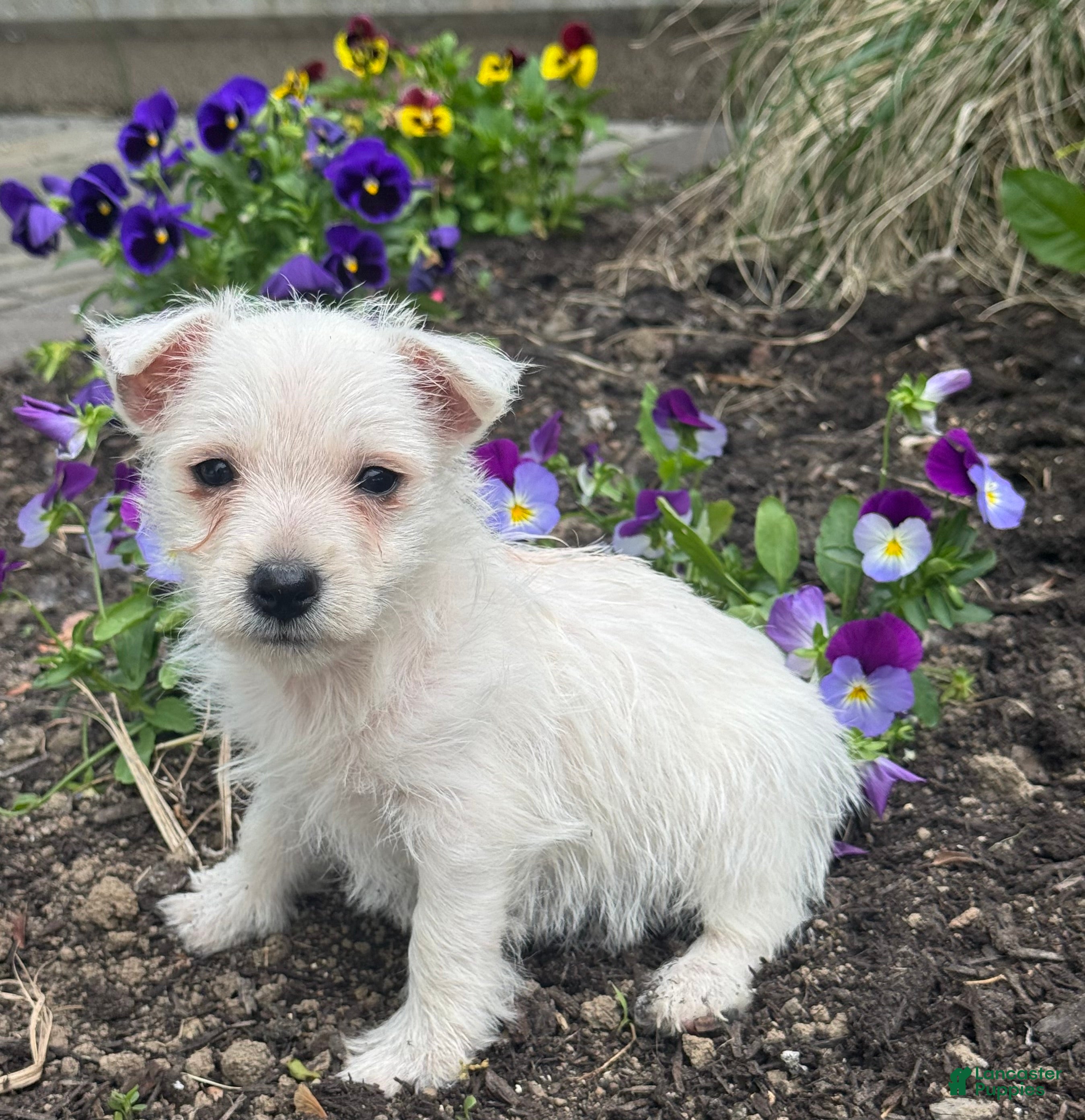 West Highland Terrier dogs Wiggles - Ad 40