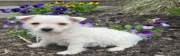 West Highland Terrier dogs for sale: Wiggles - Ad 1