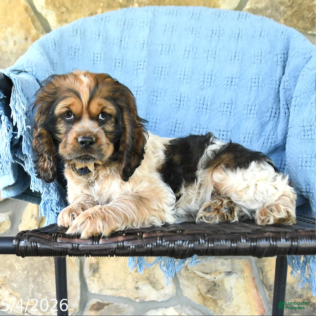 Cocker Spaniel dogs for sale: Melody - Ad 3