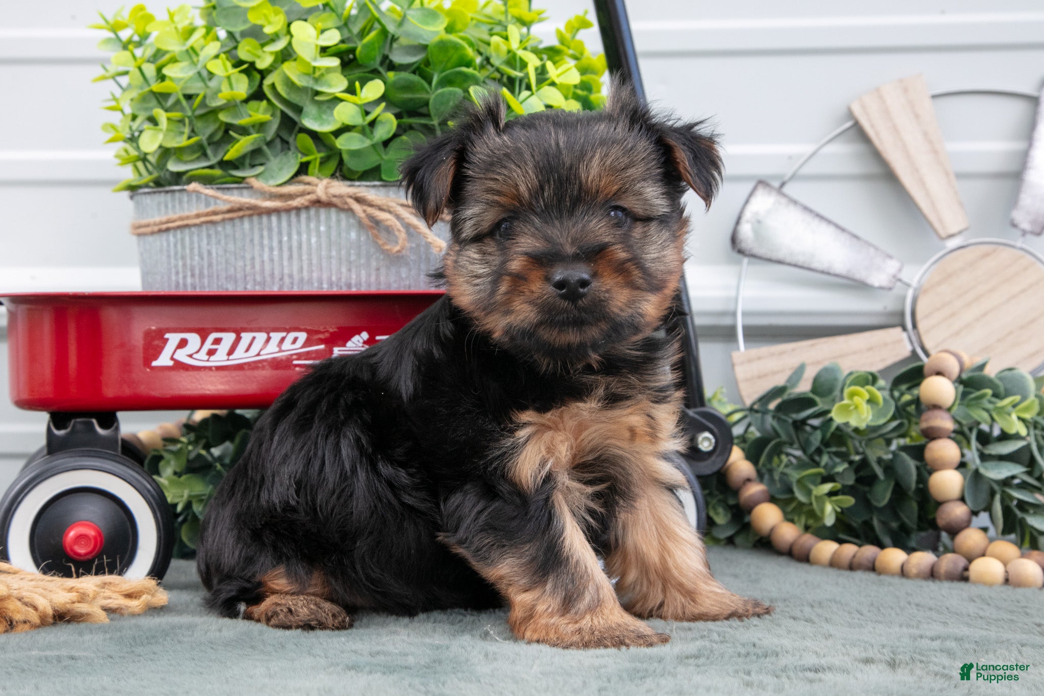 Yorkshire Terrier dogs for sale: Joey - Ad 4