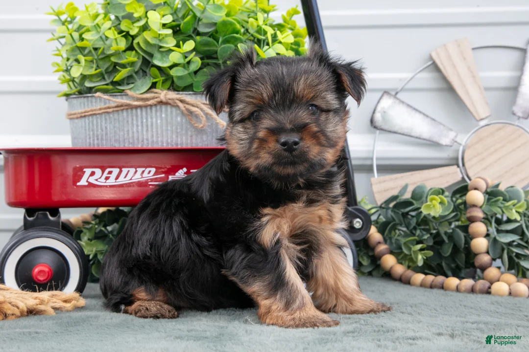Yorkshire Terrier dogs for sale: Joey - Ad 1