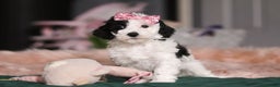 Miniature Poodle dogs for sale: Lilac - Ad 4