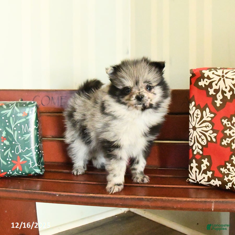 Pomeranian dogs Checkers - Ad 36