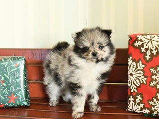 Pomeranian dogs Checkers - Ad 7