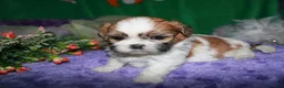 Shih Tzu dogs for sale: Mojo - Ad 7