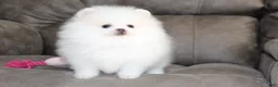 Pomeranian dogs for sale: Teacup Pamela - Ad 9