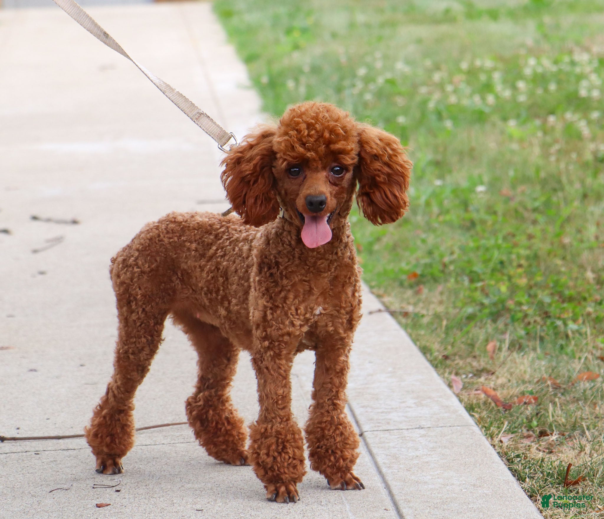 Miniature Poodle dogs for sale: April - Ad 8