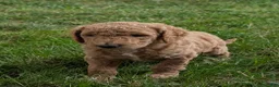 Goldendoodle dogs for sale: Pokie - Ad 3