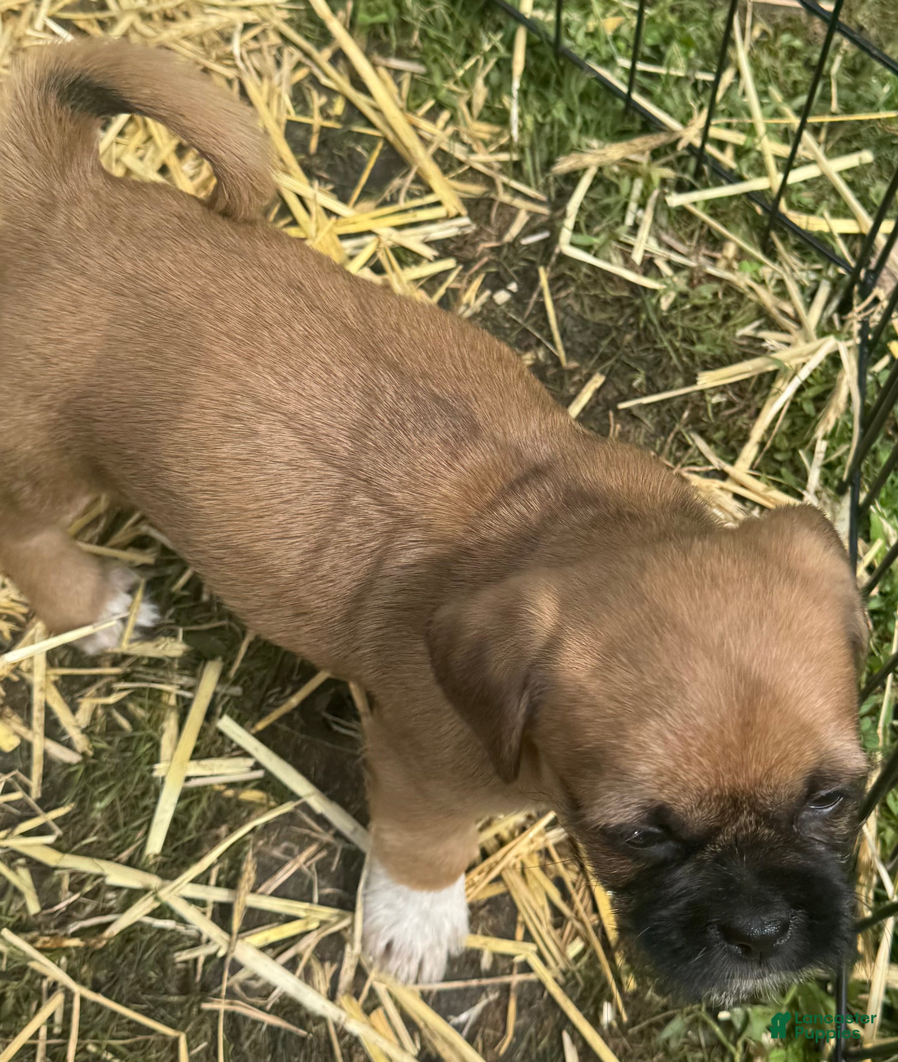 Mixed Breed dogs Mixed Breed 3 - Ad 8