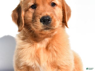 Golden Retriever dogs - Ad 24