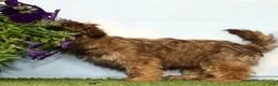 Shih Tzu dogs for sale: Kaycee - Ad 4