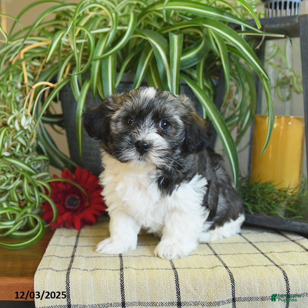 Havanese dogs for sale: Sterling - Ad 1