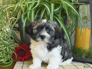 Havanese dogs Sterling - Ad 41