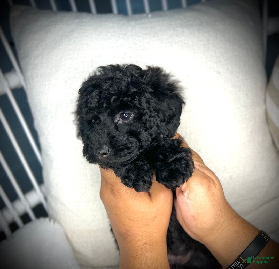 Toy Poodle dogs for sale: Toy Poodle Puppy 2 - Ad 14