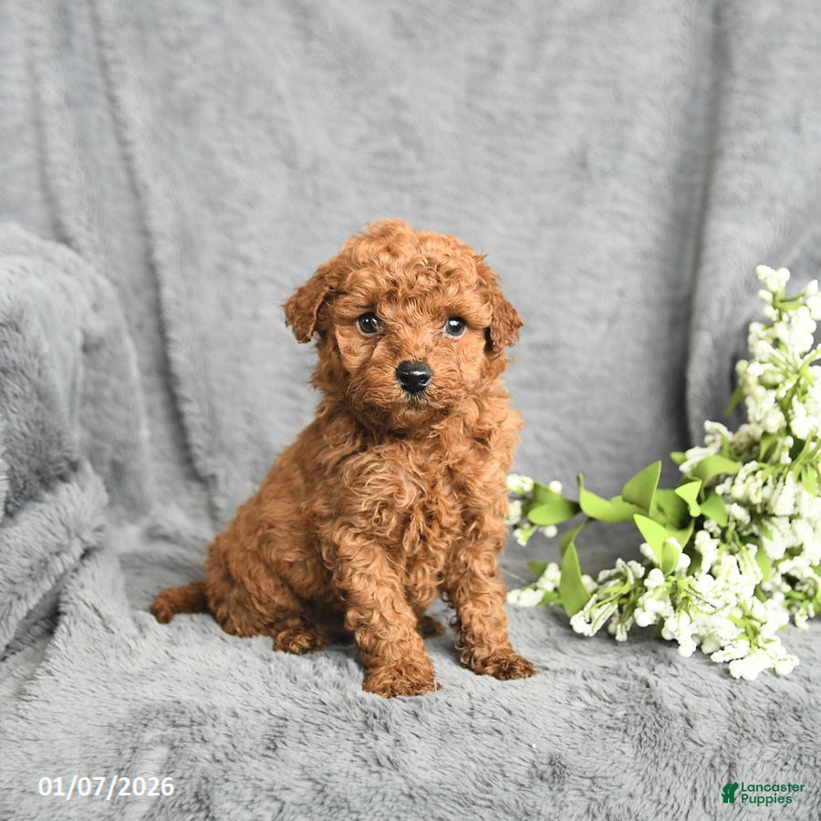Mini Goldendoodle dogs Pepper - Ad 32