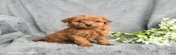 Mini Goldendoodle dogs for sale: Pepper - Ad 1