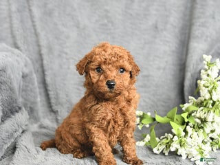 Mini Goldendoodle dogs Pepper - Ad 32