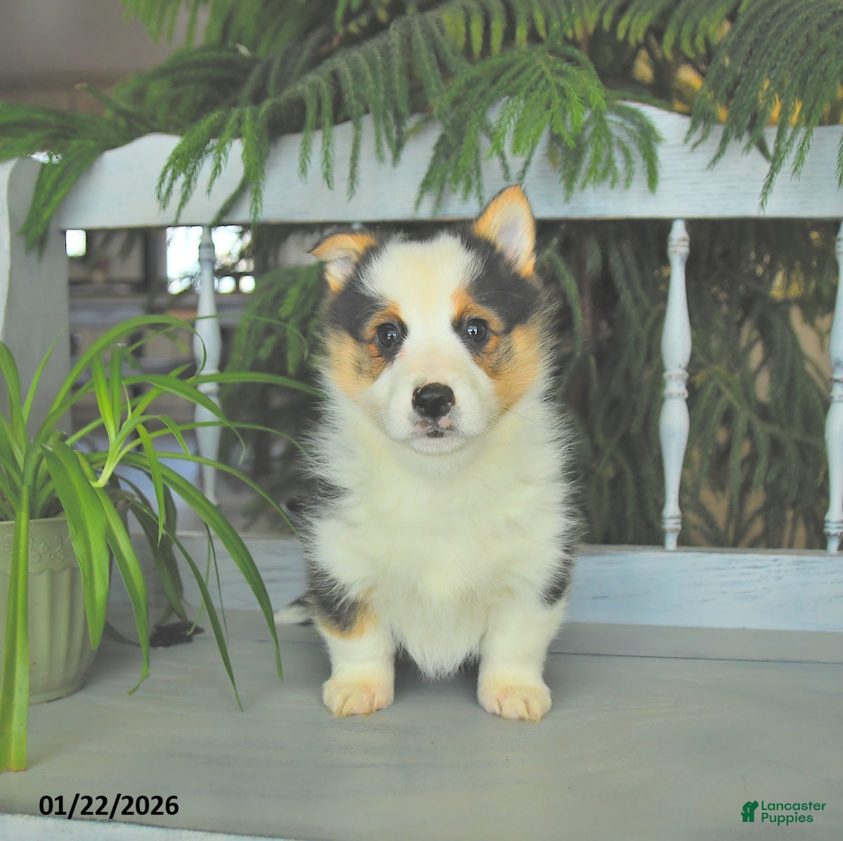 Welsh Corgi Pembroke dogs Elvis  - Ad 2