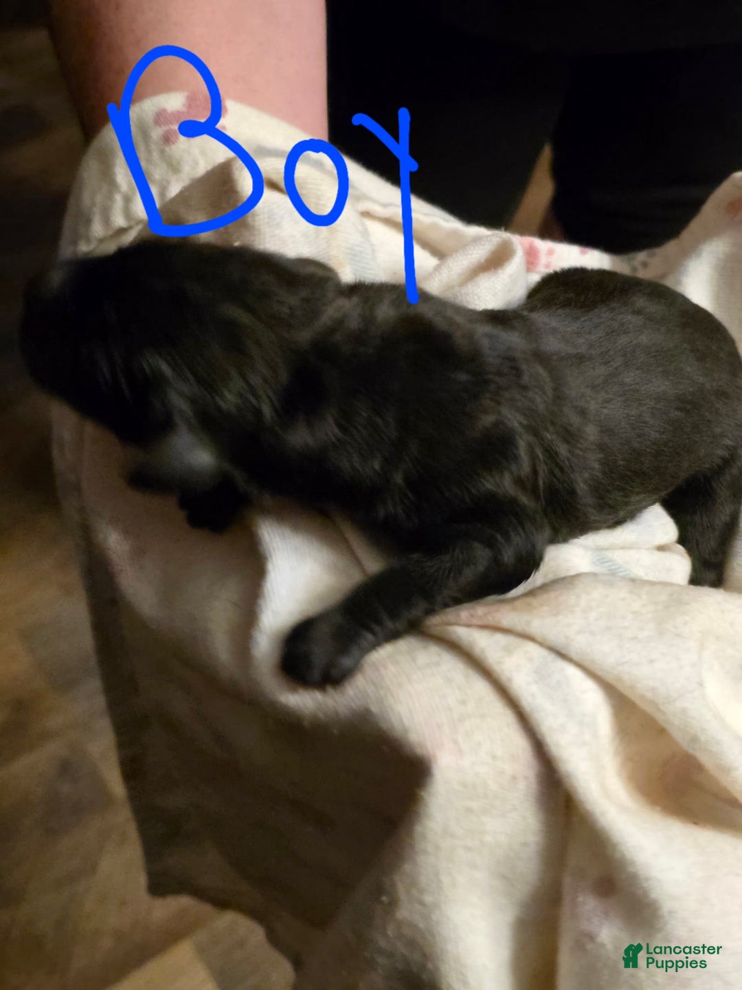 Gallery Image {{count}}