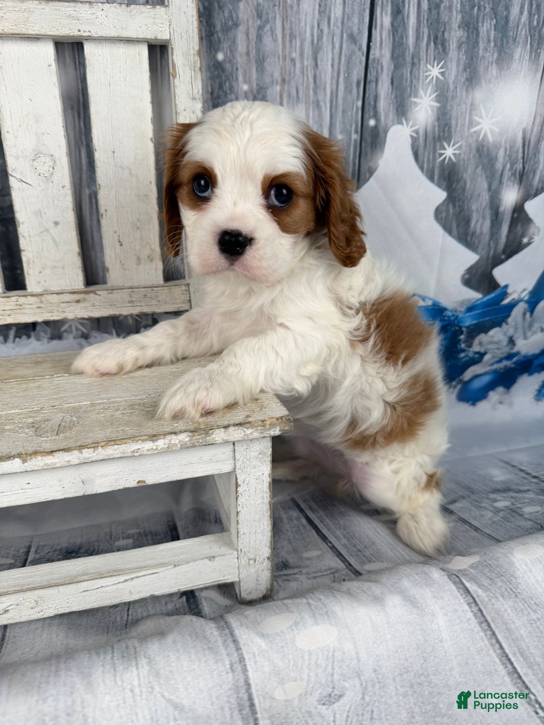 Cavalier King Charles Spaniel dogs for sale: Lucy - Ad 1