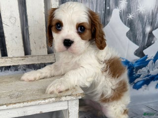 Cavalier King Charles Spaniel dogs Lucy - Ad 3