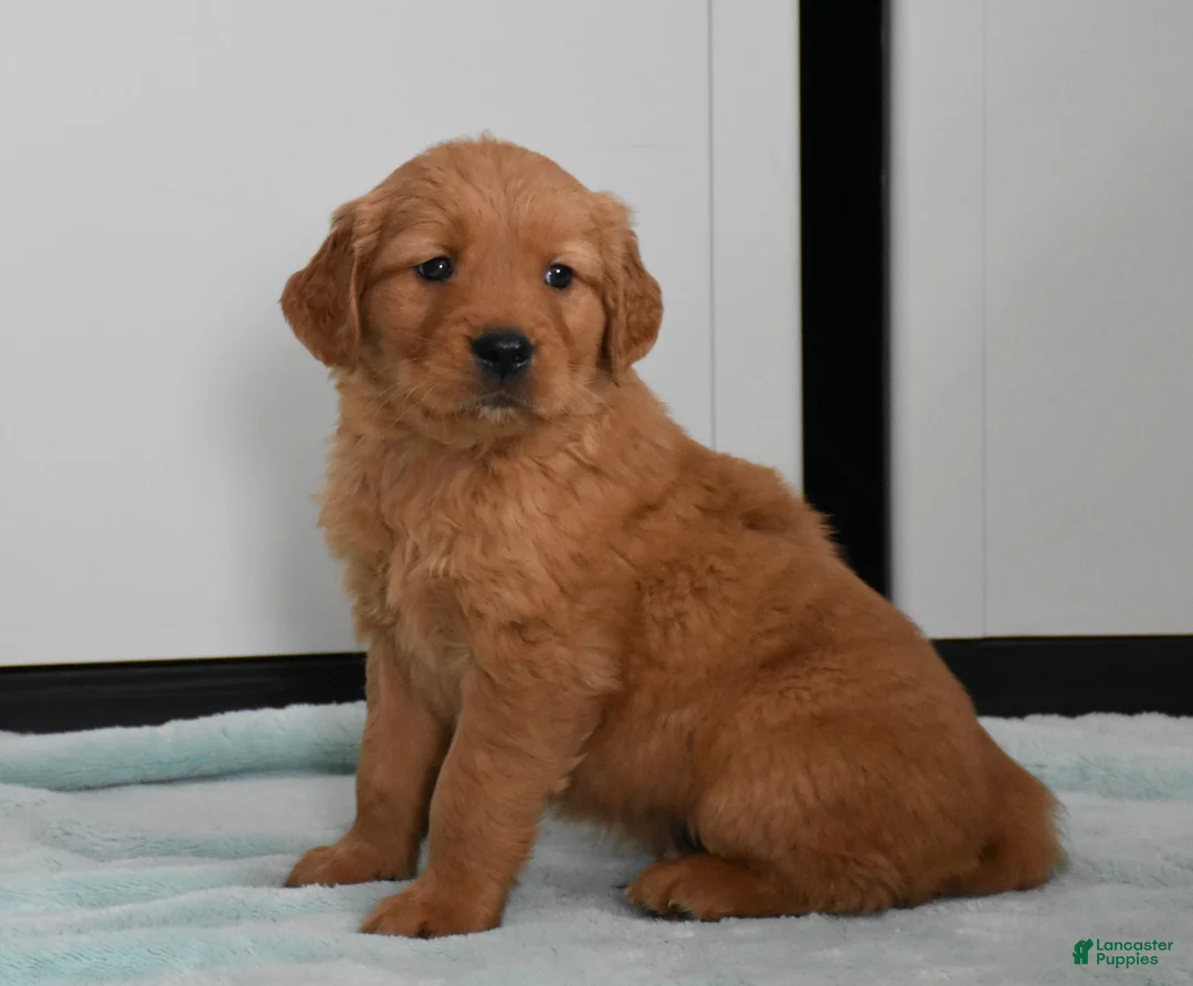 Golden Retriever dogs for sale: Ranger    Genetic/OFA - Ad 9